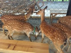 -鹿境梅花鹿生态园区