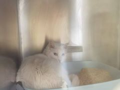 -瑞派长江宠物医院·猫科·外科·24小时夜护(谊城公寓分院)