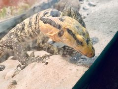 -上海大自然野生昆虫馆