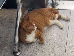 -四月宠物医院·猫专科·心脏专科·内科(转塘店)