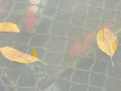 -东风公园