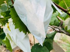 -马陆小张葡萄园农家乐