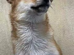 -喜洋洋宠物医院(震川路总店)