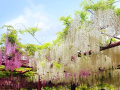 -嘉定紫藤园