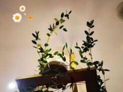 点击看大图 -芳香乐府疗愈空间·SPA·冥想