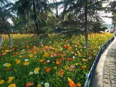 -铁山坪森林公园