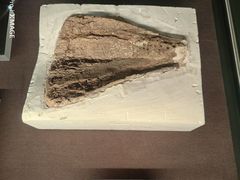 -盘龙城国家考古遗址公园