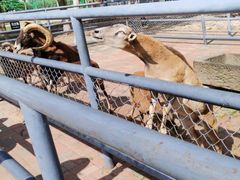 -长白岛森林公园