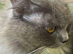 -瑞鹏宠物医院·骨科·猫科·内科(第一中心)