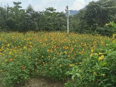 -广州市流溪河国家森林公园