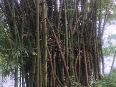 -广悦华阳朔河畔度假酒店(十里画廊遇龙河店)