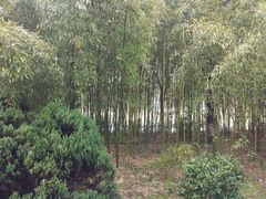 -春兰国宾馆(凤城河风景区老街店)