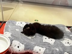 -babydoll猫舍·米努特·德文·缅因(久光中心店)