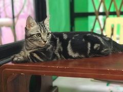 -李小姐の猫咖啡馆(五角场店)