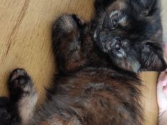 -平行世界·猫咖(首经贸店)