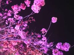 -天适樱花悠乐园