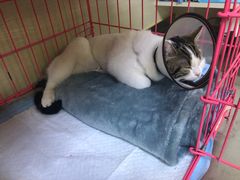 -喜多萌中农锦绣动物医院24H·猫科·牙科MRI·CT