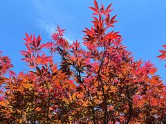 -广州市帽峰山景区