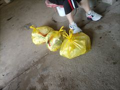 -马陆小张葡萄园农家乐