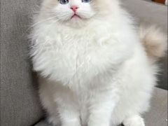 -猫十亿·布偶金渐层·曼基康矮脚猫舍(青年路店)