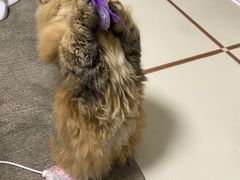 -momokira米努特·德文卷毛猫·棉花面纱犬