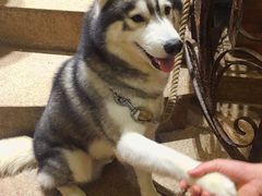 -more than meow吴止猫主题餐厅(承德 中船汇店)