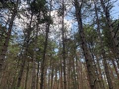 -帽儿山国家森林公园