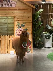 -造物庄园 萌宠纪(苏州湾歌林公园店)