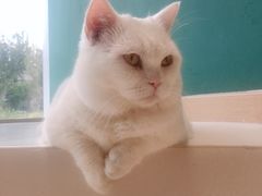-飞行喵MR PILOT|猫舍·猫咖(静安大融城店)