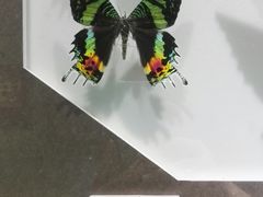 -上海昆虫博物馆