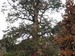 -武当山风景区-太子坡