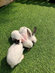 -萌宠亲子动物乐园(槐房万达店)