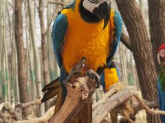 -北京野生动物园