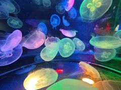 -太平洋海底世界