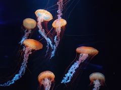 -欢乐海岸海洋奇梦馆