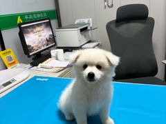 -半岛宠物医院24小时(科华中路店)