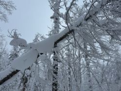 -大秃顶子山