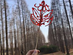 -黄海国家森林公园