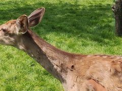 -北京鹿世界主题园