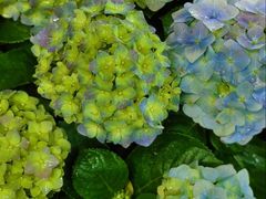 -溪岸路花鸟市场