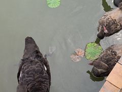 -大湾区中央湿地公园