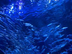 -海合安成都极地海洋公园