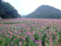 -广州市石门国家森林公园