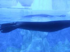 -多彩贵州城极地海洋世界