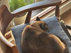 -有猫主题·治愈系猫咖(曾厝垵店)