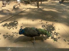 -石家庄市动物园