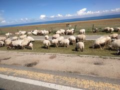 -青海湖国家重点风景名胜区