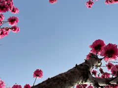 -上海佘山国家森林公园天马山园