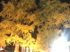 -千年银杏谷文化旅游区
