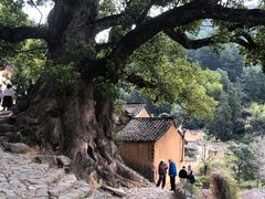 -杨家堂村